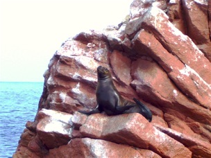 Sea Lions - Paracas 